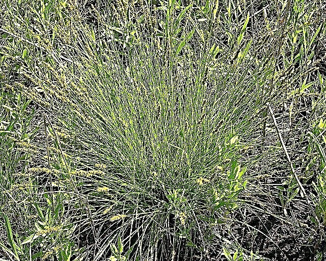 Sedge Lawn Weeds: Como controlar plantas de junco na paisagem