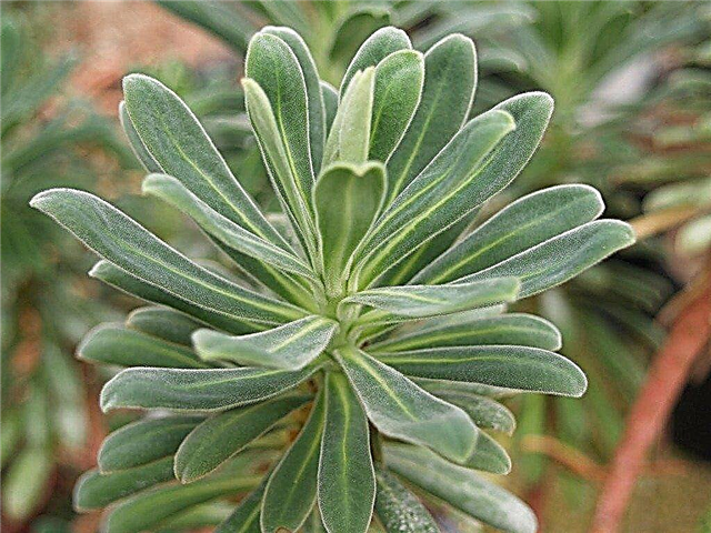 การปลูก Euphorbias: วิธีปลูกพืช Euphorbia