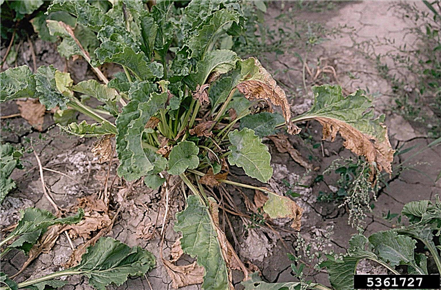 Fusarium Wilt Disease: советы по контролю Fusarium Wilt на растениях