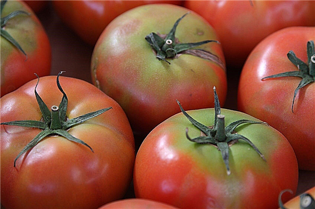 Control de los hombros amarillos en los tomates: información sobre los hombros de tomate verde amarillo