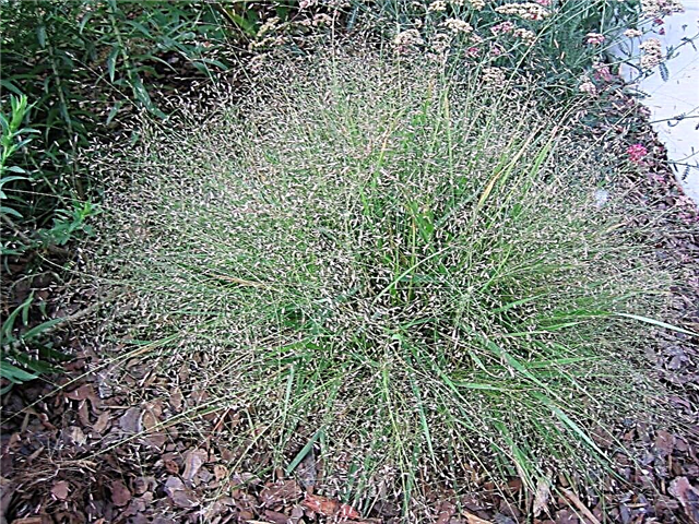 Qué es Purple Love Grass: consejos para el cuidado de Purple Love Grass