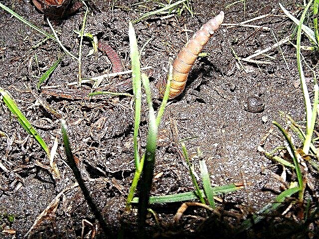 Probleme mit Wurmgüssen: Wie sehen Wurmgusshügel auf Rasenflächen aus?