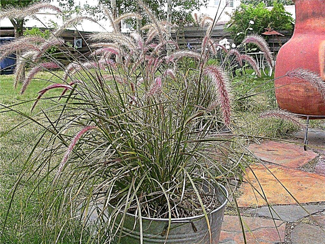 Purple Fountain Grass In Containers - Cuidando da fonte Grass dentro de casa durante o inverno