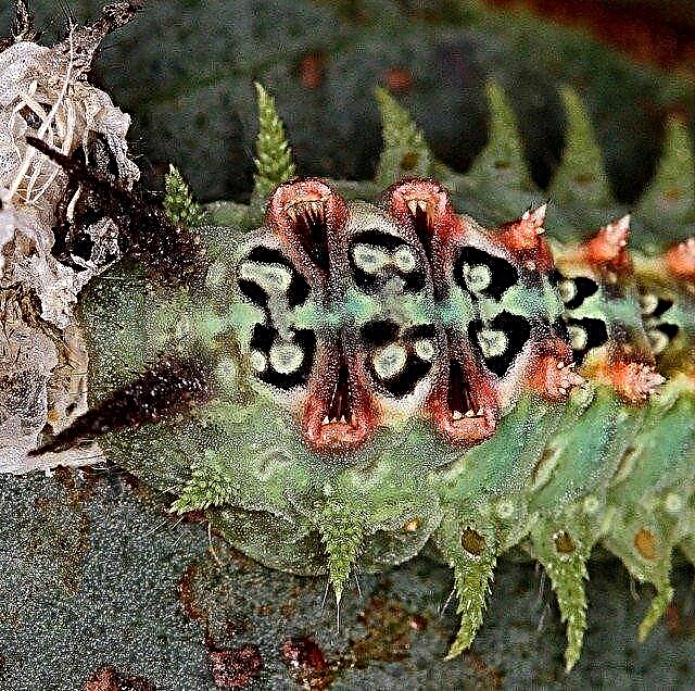 Cup Moth Information - Aflați mai multe despre grădinărit cu molii de cupă