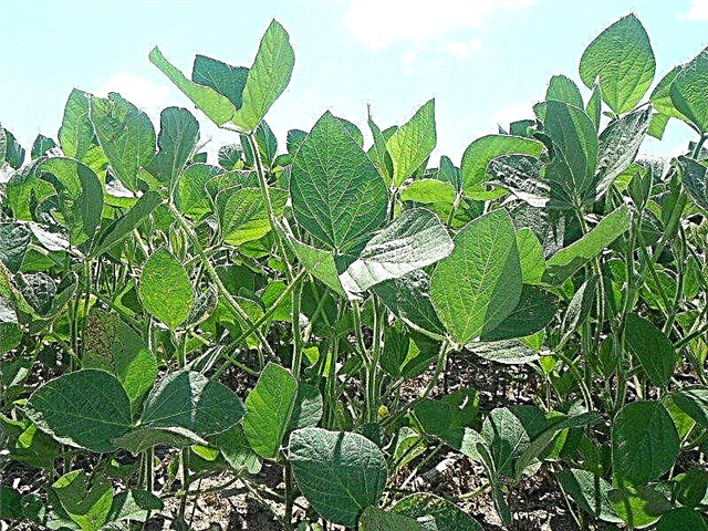 Anbau von Sojabohnen: Informationen zu Sojabohnen im Garten
