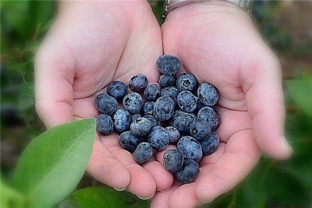 Berry Harvest Time: Melhor época para escolher bagas no jardim