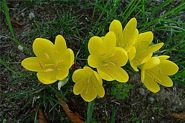 Narciso de inverno crescente - como cultivar narcisos de Sternbergia