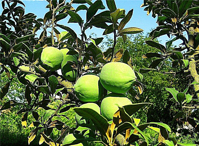 Quince Care - Tips Cara Menanam Pohon Quince