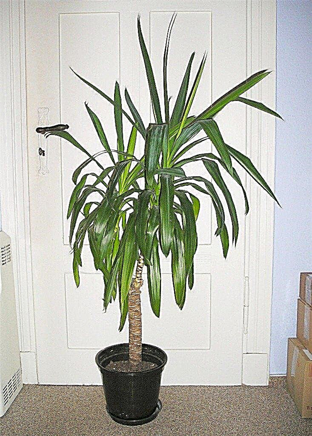 Yucca Houseplant Care: Tips for dyrking av Yucca i containere