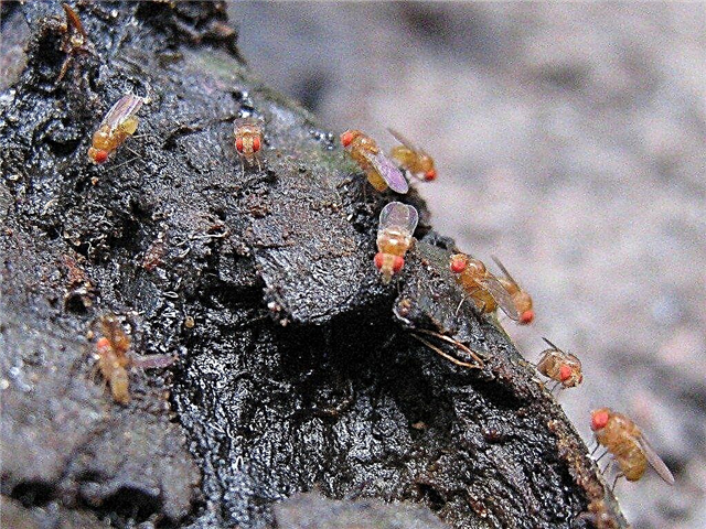 การควบคุมแมลงวันผลไม้: วิธีกำจัดแมลงวันผลไม้ในพื้นที่สวนและในบ้าน