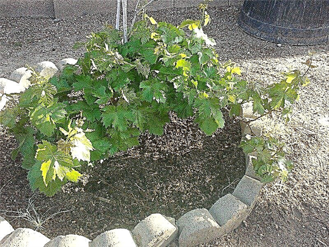 Укорінення виноградників: поради щодо пересадки виноградників та розмноження виноградної лози