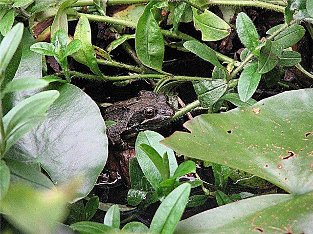 Frog Friendly Gardens: tips för att locka grodor till trädgården