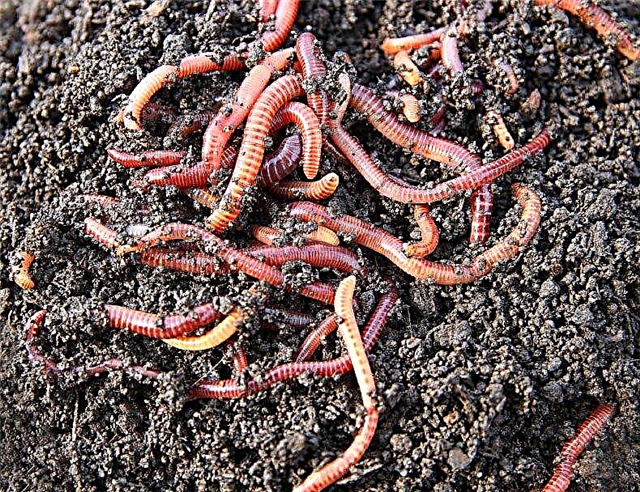 Žížaly v půdě: Další informace o výhodách zahradních červů