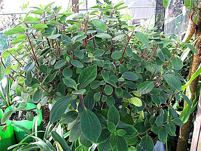 Tipi di peperomie: suggerimenti per la coltivazione di una pianta da appartamento Peperomia