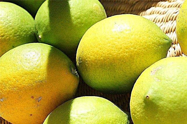 Zber citrónov - ako dlho trvá, kým citrón dozrie