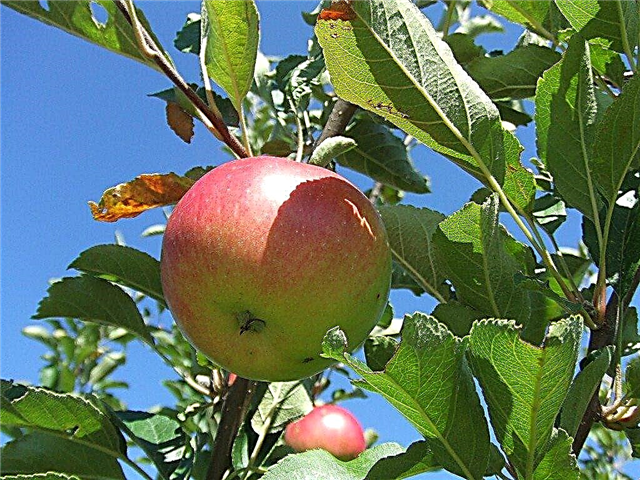 Cuidado del manzano: cuándo y cómo podar un manzano