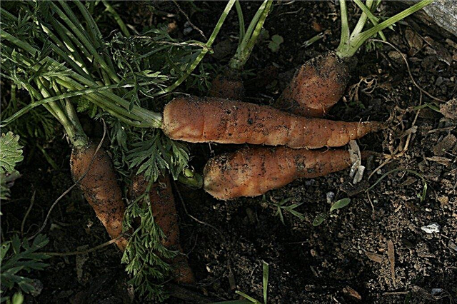 गाजर मिट्टी प्रोफ़ाइल: स्वस्थ गाजर बढ़ने के लिए अपनी मिट्टी को कैसे ठीक करें