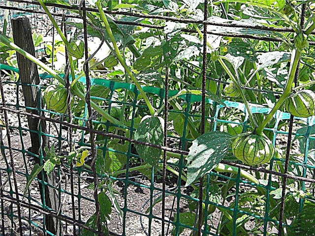 Poda de Tomatillo: Como podar plantas de Tomatillo