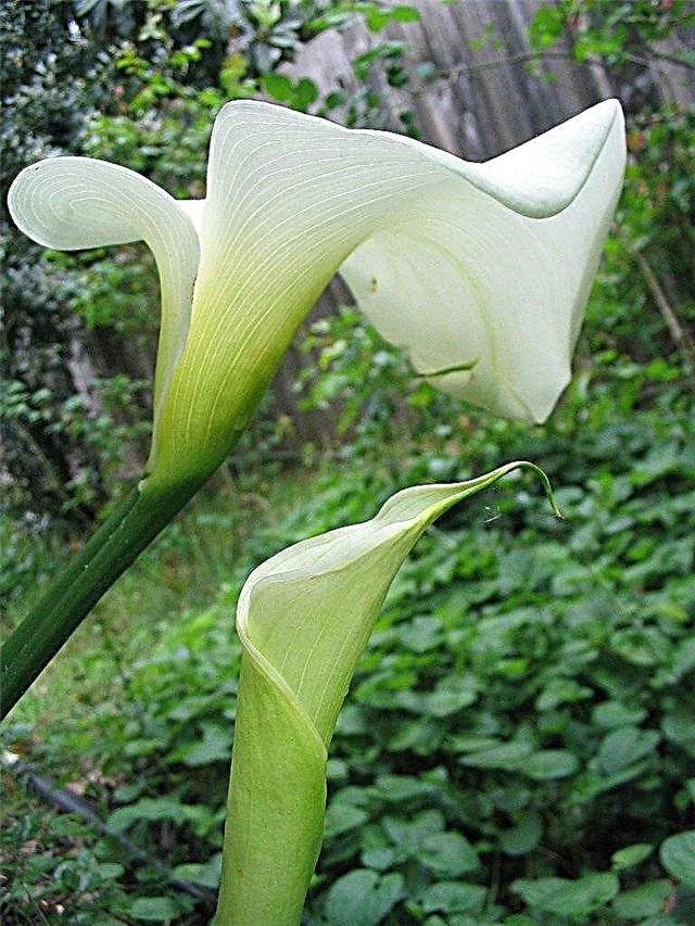 Grønne Calla Lily blomster - Årsager til Calla Lilies med grønne blomster