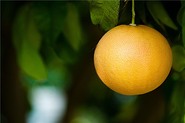 Grapefruit Tree Info: Waarom draagt ​​mijn grapefruitboom geen vruchten