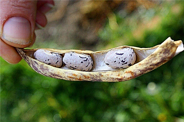 Salvando sementes de feijão: Como e quando colher sementes de feijão