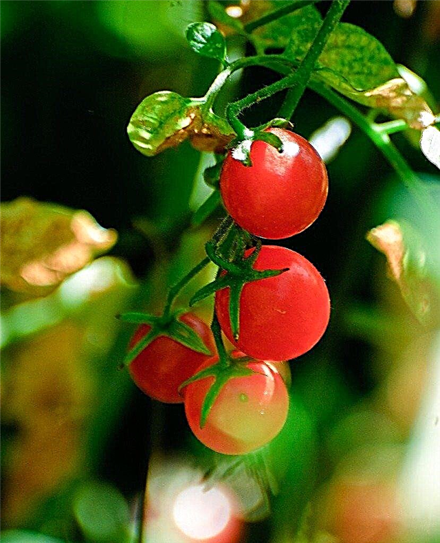 Wat zijn bes-tomaten: verschillende soorten bes-tomaat