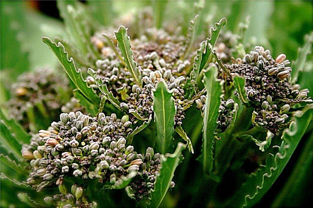 Plantar semillas de brócoli: cómo guardar semillas de brócoli en el jardín