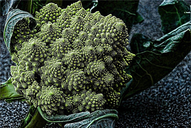 رعاية Romanesco Broccoli - كيفية زراعة نباتات Romanesco Broccoli