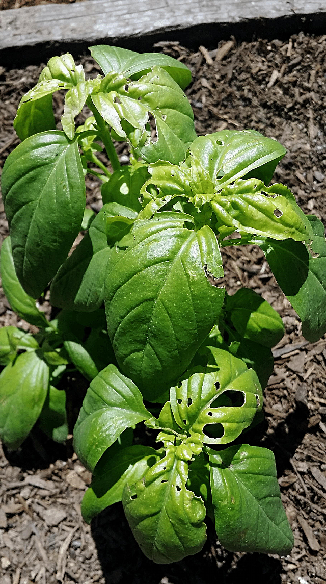 Feuilles de plantes de basilic: Comment réparer les trous dans les feuilles de basilic