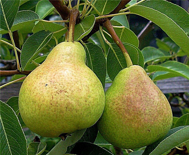 Pas de poires sur l'arbre: quand les poiriers devraient-ils porter des fruits?