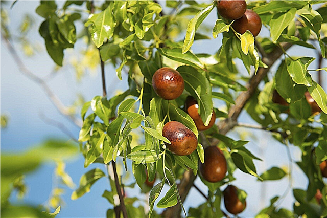 Qu'est-ce qu'un arbre de jujubier: conseils pour faire pousser des arbres de jujubier