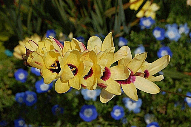 Bulbos de Ixia em crescimento: informações sobre os cuidados com flores de varinha