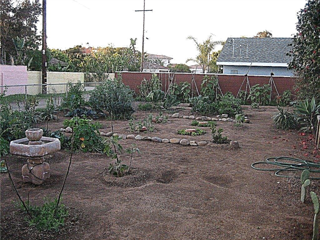 Prímorská zeleninová záhrada: Tipy na pestovanie zeleniny na pobreží