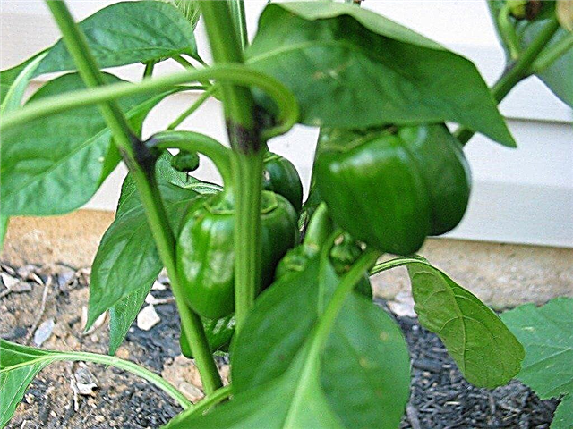 Hastes descoloridas da pimenta: O que causa as articulações negras nas plantas de pimenta