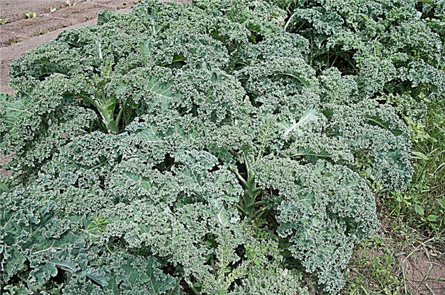 Защита на растенията Kale: Съвети за предотвратяване на болести от вредители и кале
