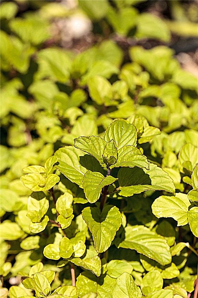 Growing Chocolate Mint: How To Growing and Harvest Chocolate Mint