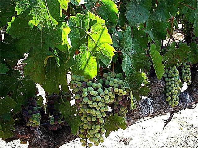 Устойчивый к болезням виноград - советы по профилактике болезни Пирса