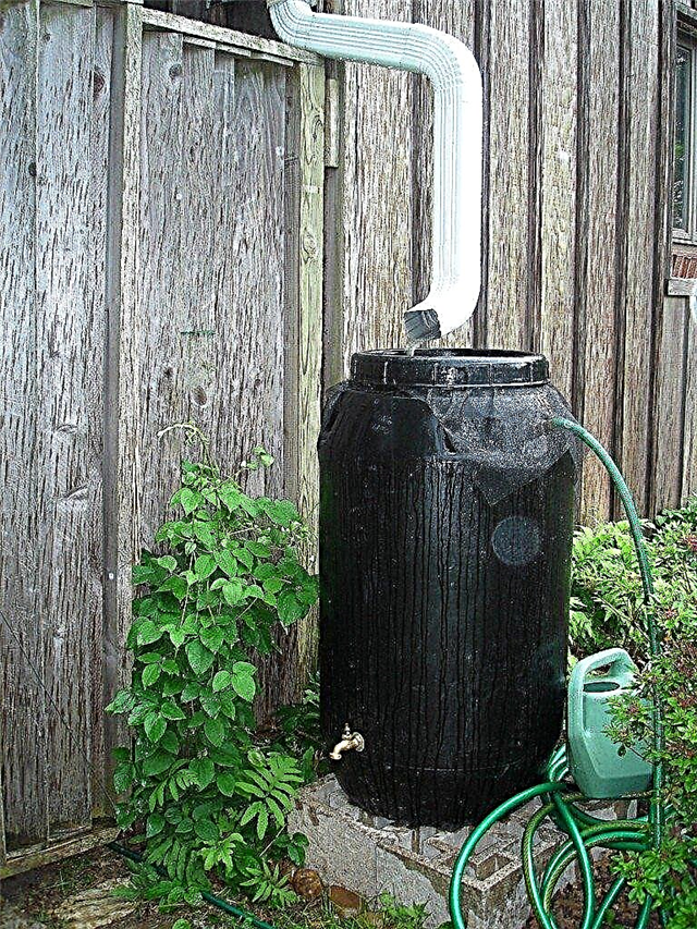 การใช้ถังน้ำฝน: เรียนรู้เกี่ยวกับการเก็บน้ำฝนเพื่อทำสวน