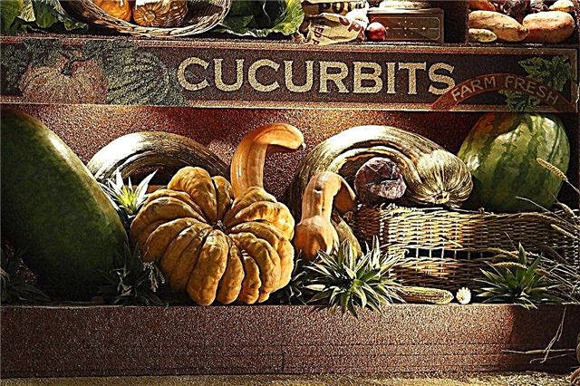 Co jsou Cucurbits: Informace o rostlinách Cucurbit a podmínky pěstování