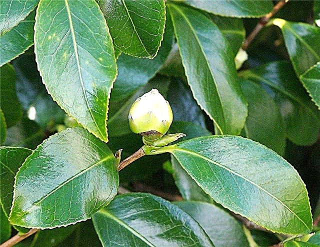 Camellia Plant Buds: Tại sao hoa Camellia không mở và nụ rụng