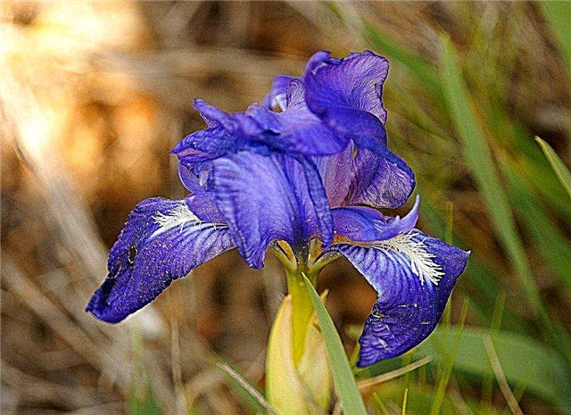 German Bearded Iris: Tips för odling av German Iris