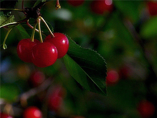 Problemer med kirsebærtrær: Hva du skal gjøre for et kirsebærtre som ikke fruktes
