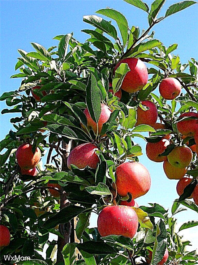 Apple Tree-problemen: fruit krijgen op appelbomen
