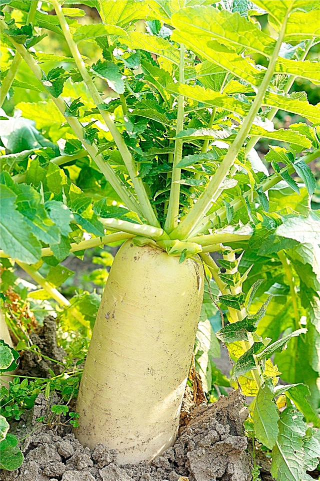 O que é Daikon: Aprenda a cultivar plantas de rabanete Daikon