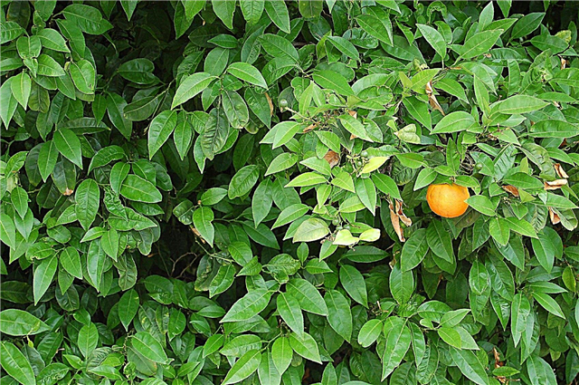 Orange Tree Fruit-problemen: hoe fruit te krijgen op sinaasappelbomen
