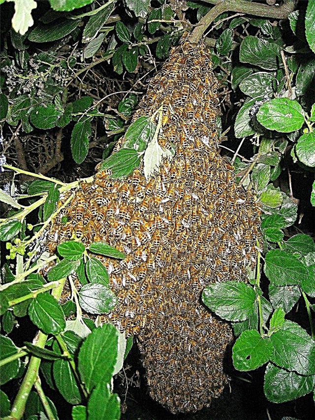 Honungsbinsvärmar: Hur man kontrollerar en honungbi-svärm i trädgården