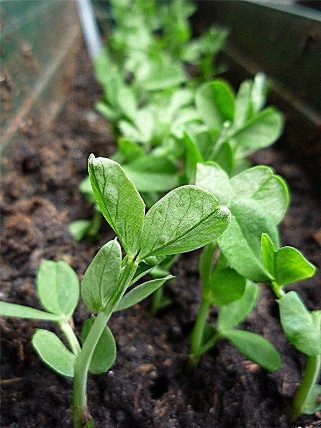 Growing Pea Shoots: How To Growing Pea Shoots For Pea Shoot Harvest