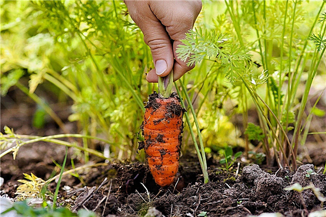 Karottenerntezeit - wie und wann man Karotten im Garten pflückt