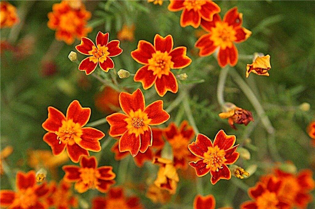 Signet Marigold Care - Tips för odling av Signet Marigolds