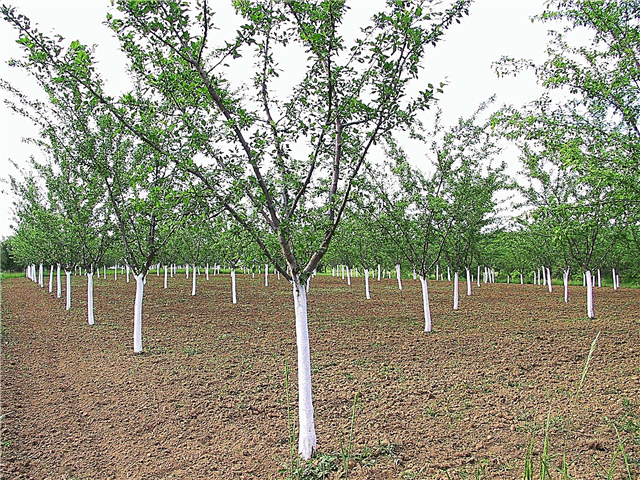 No Fruit On Plum Tree - Pelajari Tentang Pohon Plum Tidak Berbuah